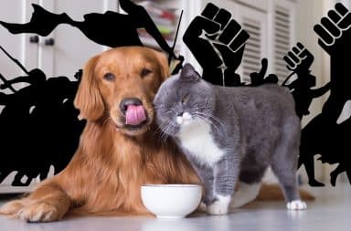 cat dog revolution