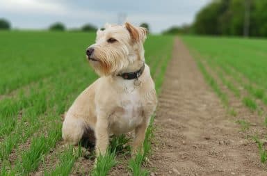 Stoic dog staring off into the distance in a field