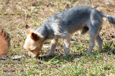 dog searching for a body