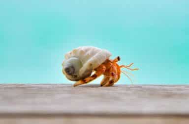 Hermit crab at the beach