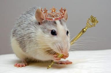 the king of the rats
