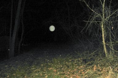 an orb in the woods